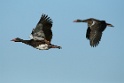 Wildmakoue in vlug