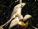IMG_1924