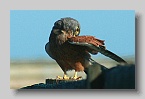 Rooivalkie