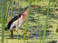 Herons
